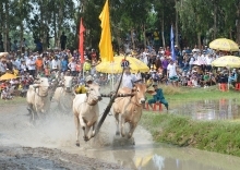Nhãn hàng Nước tăng lực Number 1 đồng hành cùng hội đua bò Bảy Núi tranh Cúp Truyền hình An Giang lần thứ 25 năm 2018