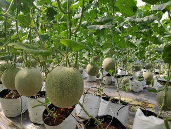 Tiếp tục thúc đẩy tiêu thụ nông sản trên môi trường trực tuyến