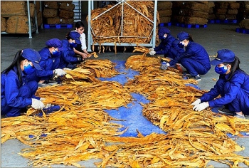 Quy định việc nhập khẩu thuốc lá nguyên liệu theo hạn ngạch thuế quan năm 2021