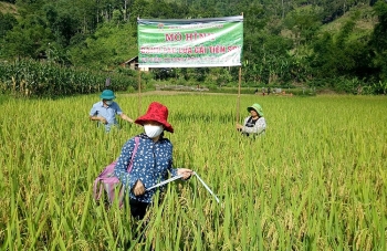 Chương trình Khoa học và Công nghệ  giai đoạn 2021 - 2030 “Chìa khóa” phát triển  bền vững vùng dân tộc thiểu số