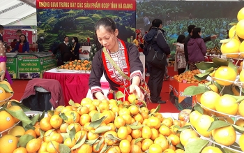 Bắc Quang - Hà Giang: Tìm giải pháp tiêu thụ cam sành