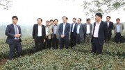 Xây dựng thương hiệu chè trên vùng đất Tổ