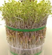 Thiết bị làm rau dinh dưỡng Happy - giải pháp hữu ích cho người tiêu dùng