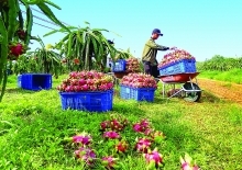 Vietnam struggles to overcome trade barriers to farm exports