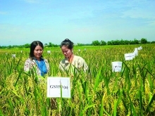 Vietnamese rice finally makes a name for itself