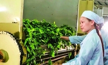 Industry promotion is Ha Giang’s cup of tea