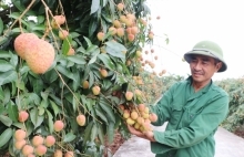 Singaporeans snatch newly imported Vietnamese fruit