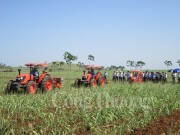 Nghệ An đạt 1,2 triệu tấn mía cây