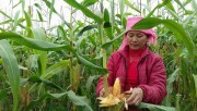 Mùa ngô no ấm
