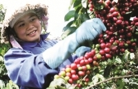 Ngành cà phê chưa bớt khó