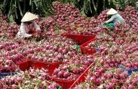 Xuất khẩu nông sản sang Trung Quốc: Phải hướng đến chính ngạch