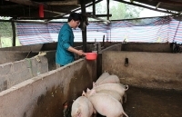 Chương trình 135: Hiệu quả lớn từ những kinh nghiệm hay