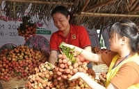 Vải thiều chính danh sang Nhật