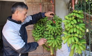 Chuối tiến vua khan hiếm dịp Tết