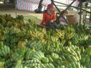 Khi doanh nghiệp là “bà đỡ” của nông dân miền núi