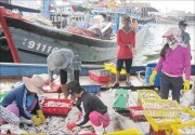 TT Huế: Từ ngày 20/2 tăng phí sử dụng cảng cá