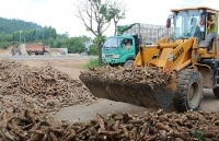 Nhiều giải pháp cho xuất khẩu sắn