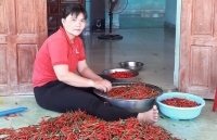 Ớt mất giá còn 8.000 đồng/kg, nông dân để ớt chín khô ngoài đồng