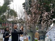 Tưng bừng khai mạc triển lãm hoa anh đào tại Hà Nội