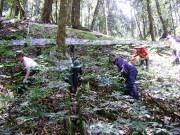 Măng Ri đổi đời từ trồng sâm Ngọc Linh