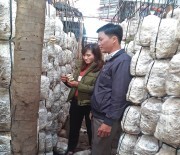 Nâng cao năng suất trồng nấm bằng công nghệ mới