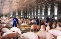 Lập Ban chỉ đạo quốc gia phòng, chống dịch bệnh dịch tả lợn Châu Phi