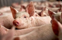 Trung Quốc tăng mức nhập khẩu thịt lợn kỷ lục để xoa dịu xung đột thương mại với Mỹ