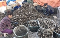 Quảng Ninh tìm giải pháp tiêu thụ nông sản mùa dịch Covid-19