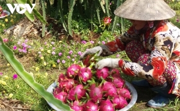 Trung Quốc tăng thu mua, nhiều loại trái cây hút hàng, tăng giá