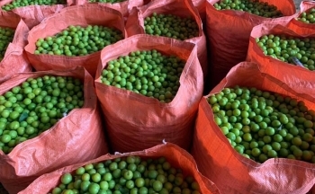 Mận cơm rớt giá thảm, bán 1kg không mua nổi cốc trà đá
