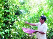 Để cây tiêu phát triển bền vững