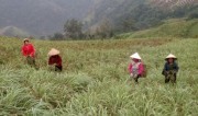 Đổi thay nhờ cây sả