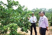 Ứng dụng công nghệ cao vào nông nghiệp: Hình thành các mô hình đột phá