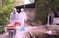 Phát hiện thêm các ổ dịch tả lợn châu Phi ở Hậu Giang