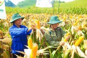 Hiệu quả từ mô hình trồng ngô trên đất lúa