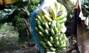 Giá rớt xuống dưới 2.000 đồng một kg, chuối Đồng Nai lại ‘cầu cứu’
