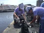 Quảng Ninh: Ngành than phải thực hiện giải pháp bảo vệ môi trường