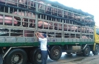 Tăng cường phòng, chống Dịch tả lợn Châu Phi tại các đầu mối giao thông