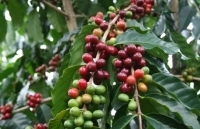 Tình hình xuất khẩu của Việt Nam sang Algeria 5 tháng đầu năm 2019