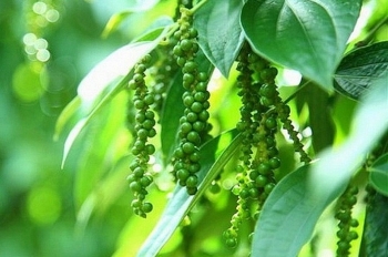 Giá tiêu hôm nay 9/8: Đắk Lắk, Đắk Nông tăng 1.000 đồng/kg