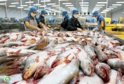 Cá tra - Chuyện trong nhà, ngoài chợ