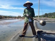 ​Trăn trở giải cứu muối Sa Huỳnh