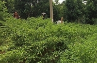 Mua ti vi, tủ lạnh nhờ trồng ớt Ariêu