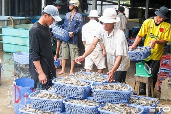 Xây dựng thương hiệu tôm Việt