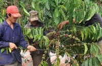 Ngành nông nghiệp trước cơ hội từ EVFTA: Sản xuất theo chuỗi giá trị