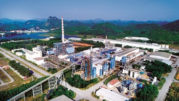 Phát triển vùng nguyên liệu - hướng đi cho doanh nghiệp ngành giấy