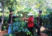 Gỡ khó cho thị trường cà phê