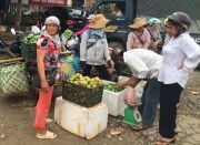 Hướng đi bền vững cho thương hiệu xoài Yên Châu