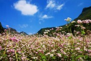 Lễ hội hoa Tam giác mạch tỉnh Hà Giang lần thứ II năm 2016