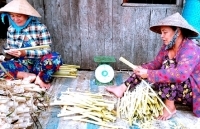 Nông dân Cà Mau trồng bồn bồn thu nửa triệu mỗi ngày